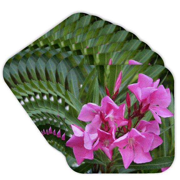 3dRose, Image of a pink Oleander flower, Set of 8 Coasters - Soft