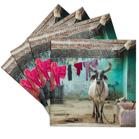 3drose, India, North Gujarat, Rann. Kankrej Taluka. Kankrej Cattle., Set of 4 Ceramic Tile Coasters