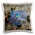 thumbnail image 1 of 3dRose, Indonesia, Lembeh Straits, Bobtail squid marine life-AS11 BJA0067 - Janyes Gallery, 16x16 inch Pillow Case, 1 of 1