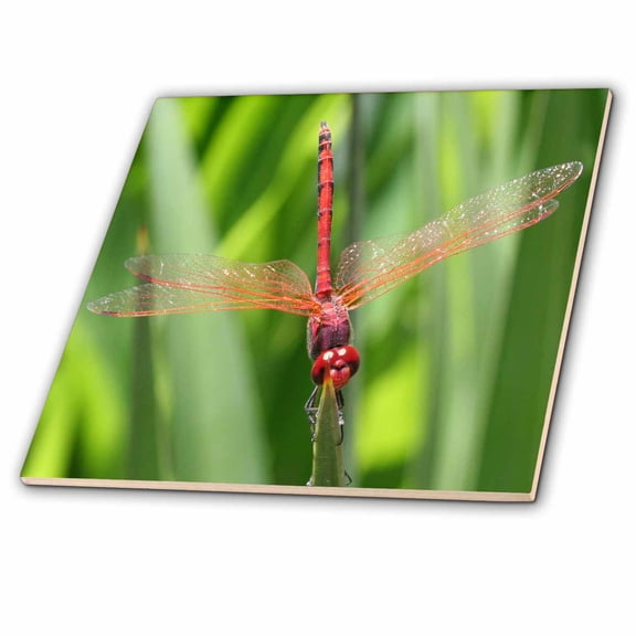 3dRose, Insects Dragonfly, 4 Inch Ceramic Tile