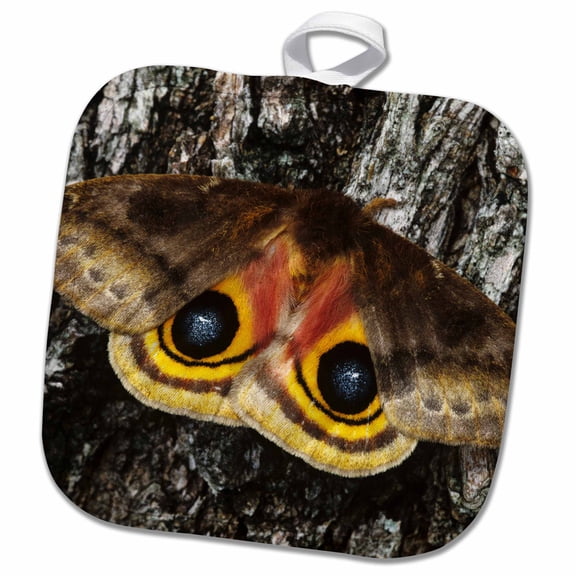 3dRose, Io Moth insect, Mesquite Tree Bark, Texas - US44 RNU0192 - Rolf Nussbaumer, 8x8 Potholder