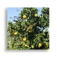 thumbnail image 1 of 3dRose, Italy. Bright yellow lemons on a lemon tree., 15x15 Wall Clock, 1 of 8