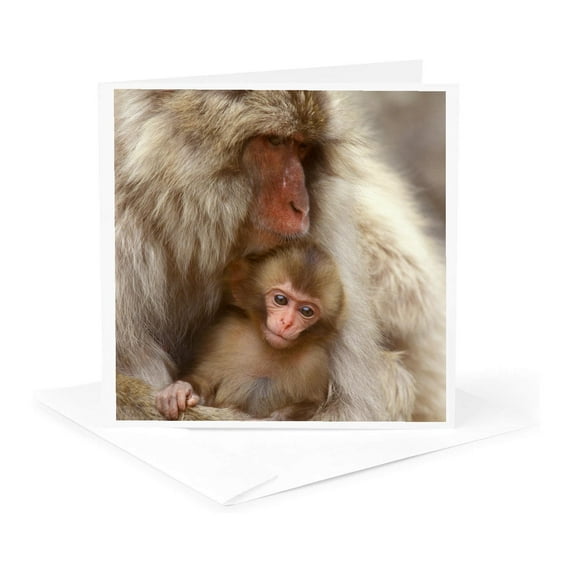 3drose, Japan, Nagano, Jigokudani, Snow Monkeys-as15 Rti0455 - Rob Tilley, 1 Greeting Card with Envelope