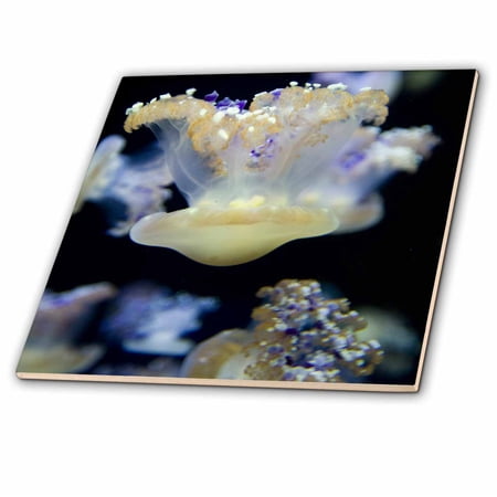 3dRose, Jelly Fish, Monterey Bay Aquarium, California - US05 JGS0138 - Jim Goldstein, 4 Inch Ceramic Tile