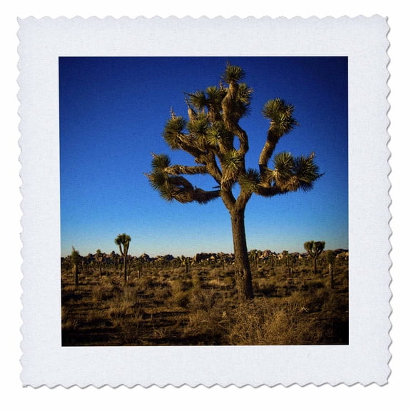 3dRose, Joshua Tree, 12x12 inch quilt square