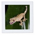 thumbnail image 1 of 3dRose, Juvenile Crested Gecko, lizard - NA02 DNO0683 - David Northcott, 6x6 inch quilt square, 1 of 1