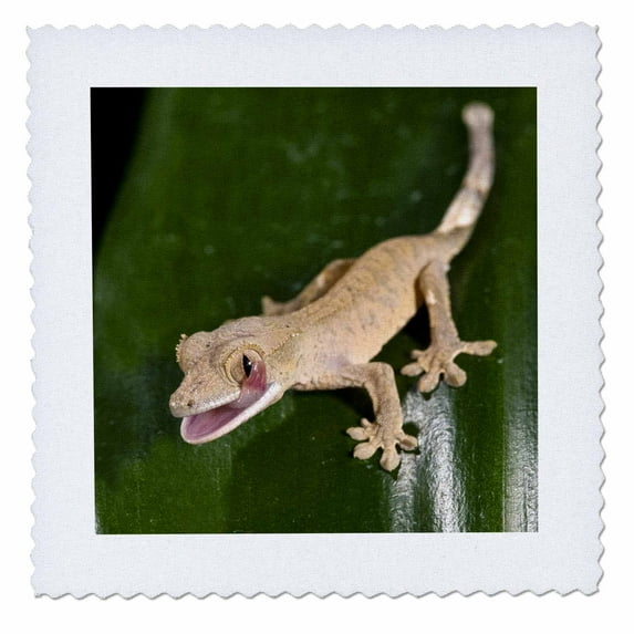3dRose, Juvenile Crested Gecko, lizard - NA02 DNO0683 - David Northcott, 6x6 inch quilt square
