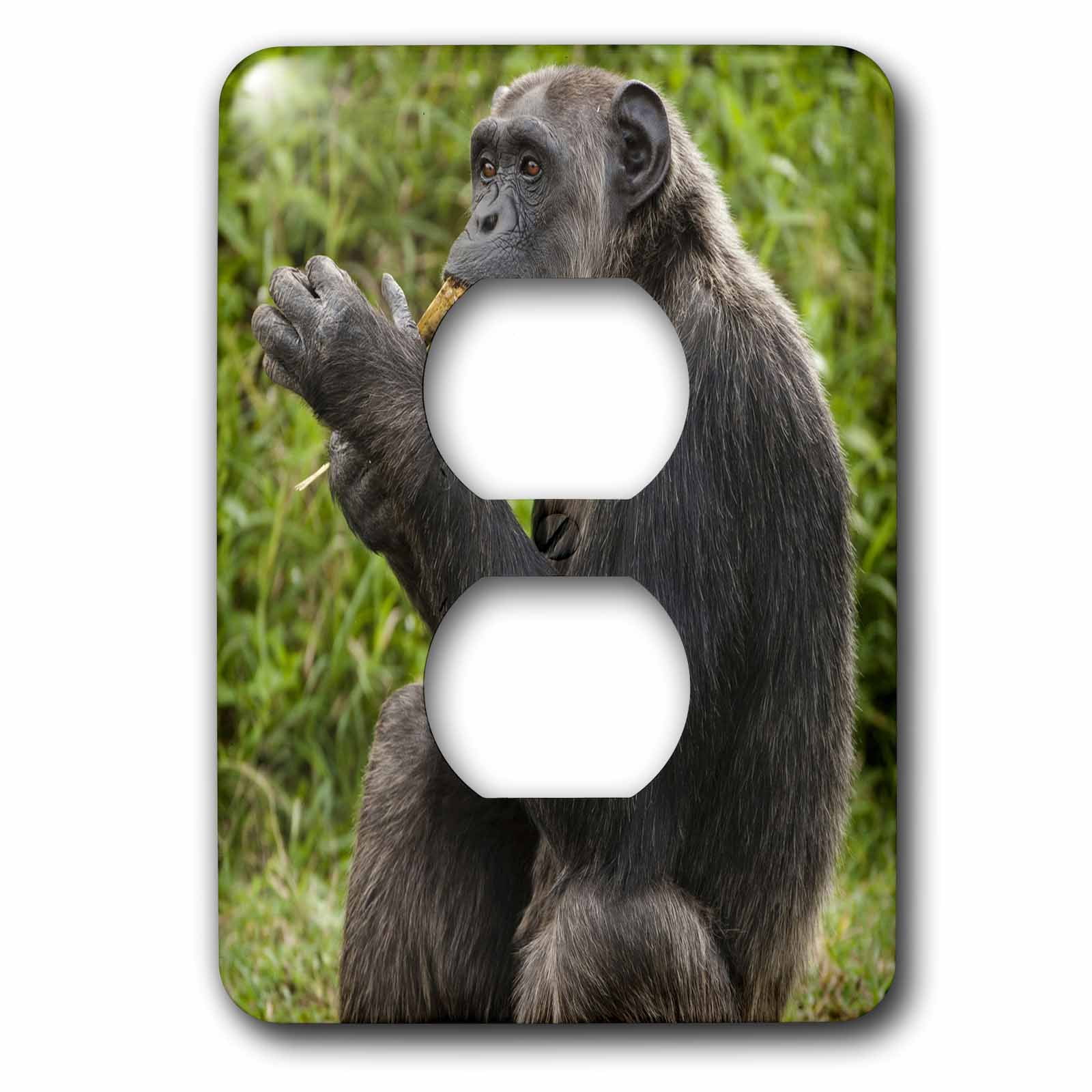 3dRose, Kenya, Sweetwater, Chimpanzee primate - AF21 JMC0268 - Joe and Mary Ann McDonald, 2 plug outlet cover