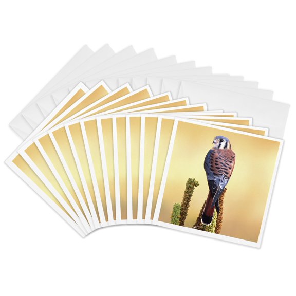 3drose, Kestrel, Bird Native to Us and Canada - Na02 Dno0144 - David Northcott, 12 Greeting Cards with Envelopes