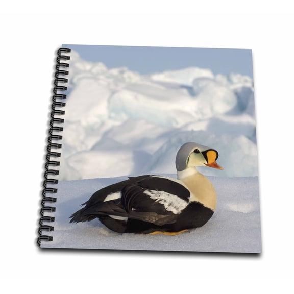 3dRose, King eider bird, Chuckchi Sea, Arctic Alaska - US02 SKA3236 - Steve Kazlowski, Drawing Book 8 x 8 inch