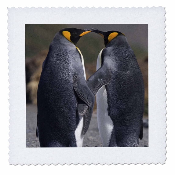 3dRose, King penguins, mating ritual-AN01 HRO0017 - Hugh Rose, 12x12 inch quilt square