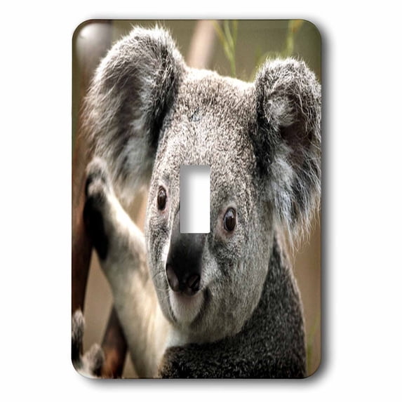 3dRose, Koala Bear Closeup, single toggle switch
