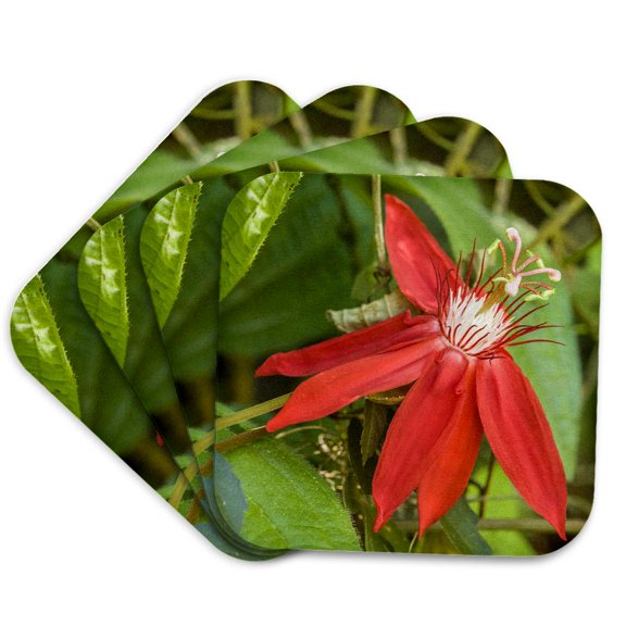 3drose, La Garita, Costa Rica. Red Passion Flower, Passiflora Coccinea., Set of 4 Coasters - Soft