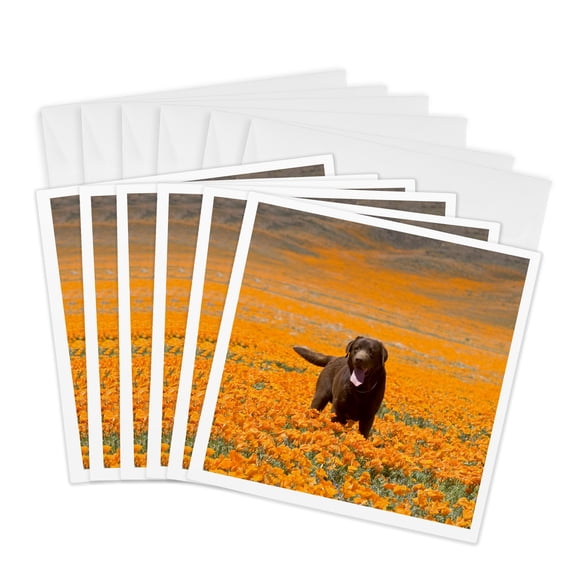 3drose, Labrador Retriever Dog, California - Us05 Zmu0336 - Zandria Muench Beraldo, 6 Greeting Cards with Envelopes