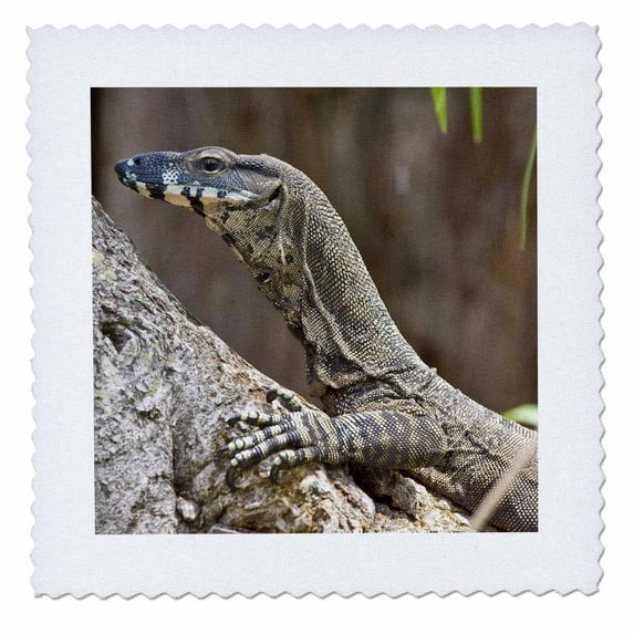 3dRose, Lace Monitor, Lizard, Queensland, Australia - NA02 DNO0687 - David Northcott, 6x6 inch quilt square