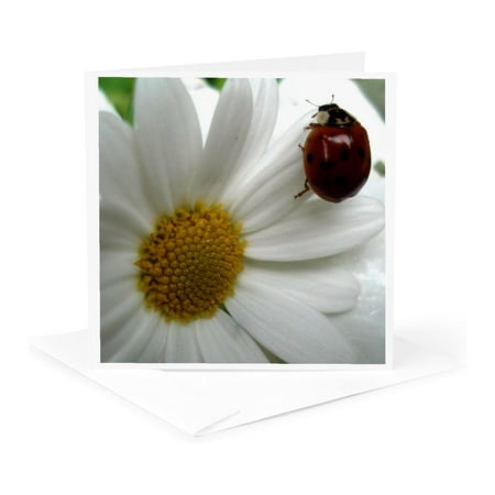 3dRose, Ladybug on a Daisy Flower - Floral Photography, 1 Greeting Card with envelope