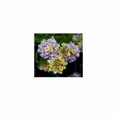 thumbnail image 1 of 3dRose, Lantana Macro - flower, flowers, lantana, plant, plants, shrub verbena, verbena, 11x12 Wash Cloth for Face and Body, 1 of 1