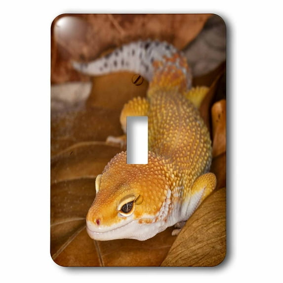 3dRose, Leopard Gecko morph, Lizard, Pakistan-AS28 AJE0000 - Adam Jones, single toggle switch
