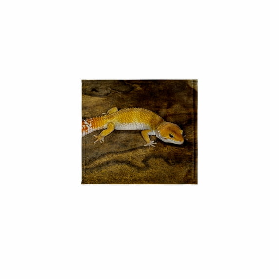 3dRose, Leopard Gecko morph, Lizard, Pakistan-AS28 AJE0001 - Adam Jones, 11x12 Wash Cloth for Face and Body