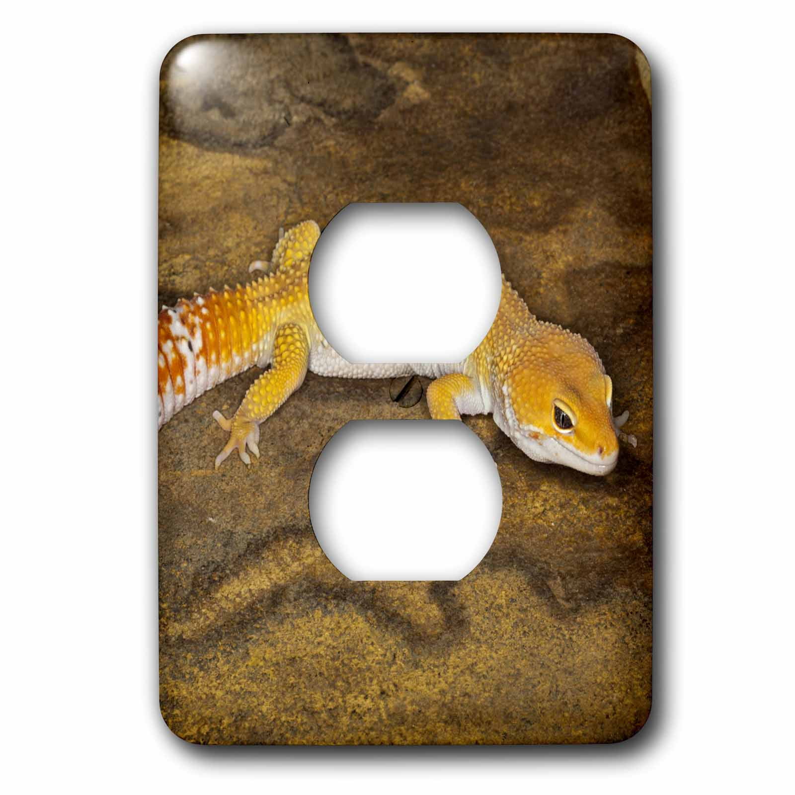 3dRose, Leopard Gecko morph, Lizard, Pakistan-AS28 AJE0001 - Adam Jones, 2 plug outlet cover