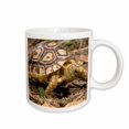 thumbnail image 1 of 3drose, Leopard Tortoise, Kenya - Us39 Jmc0032 - Joe and Mary Ann Mcdonald, 11oz Mug, 1 of 6