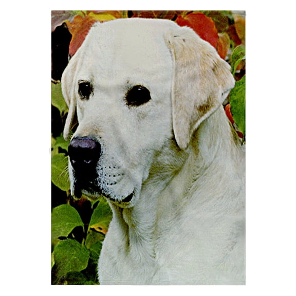 3dRose, Light Cream Labrador, 22x30 Bath Hand Pool Towel