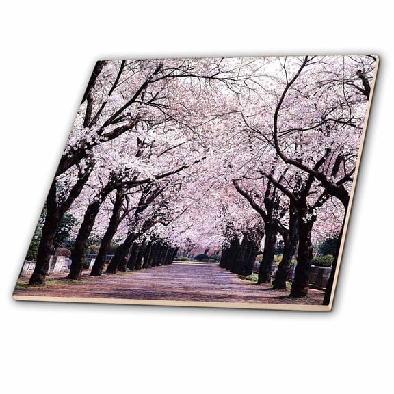 3dRose, Lined With Cherry Blossom Trees, 12 Inch Ceramic Tile
