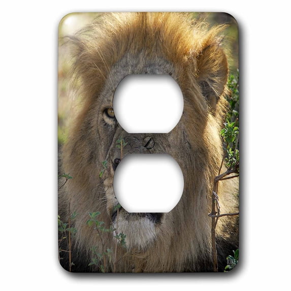 3dRose, Lion Masai Mara National Park Kenya Africa, 2 plug outlet cover