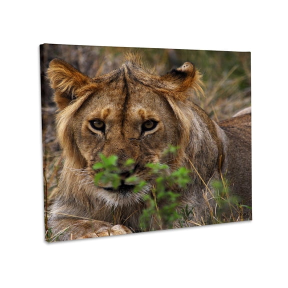 3dRose, Lion Masai Mara National Park Kenya Africa, Museum Grade Canvas Wrap 14x11