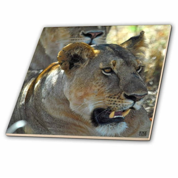 3dRose, Lion, Panthera leo, Masai Mara National Park Kenya Africa 5, 4 Inch Ceramic Tile