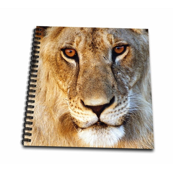 3dRose, Lioness, Panthera leo, portrait. Tarangire NP, Northern Tanzania., Memory Book 12 x 12 inch