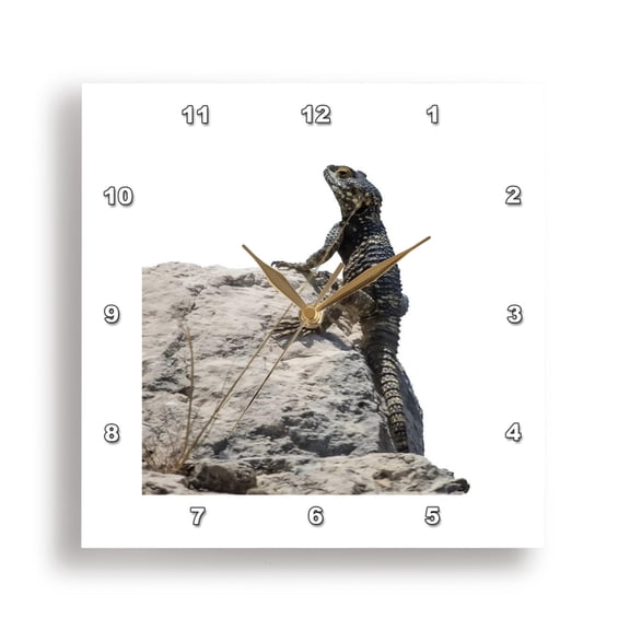 3dRose, Lizard Sunbathing On A Rock Vector, 15x15 Wall Clock