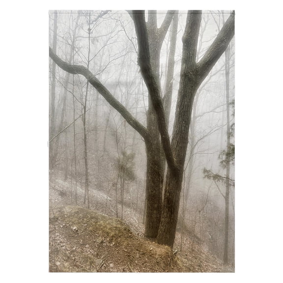 3dRose, Lone Tree in the Mist in Monte Sano State Park, 22x30 Bath Hand Pool Towel
