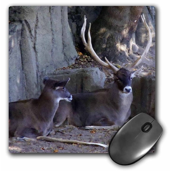 3dRose, Long Horn Deer, MousePad
