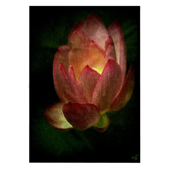 3dRose, Lotus Glow Dark Flower Floral, 22x30 Bath Hand Pool Towel