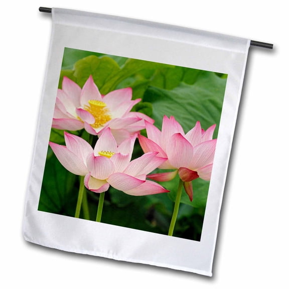 3dRose, Lotus flower, Nelumbo nucifera, China-AS07 AJE0059 - Adam Jones, 12 x 18 inch Garden Flag