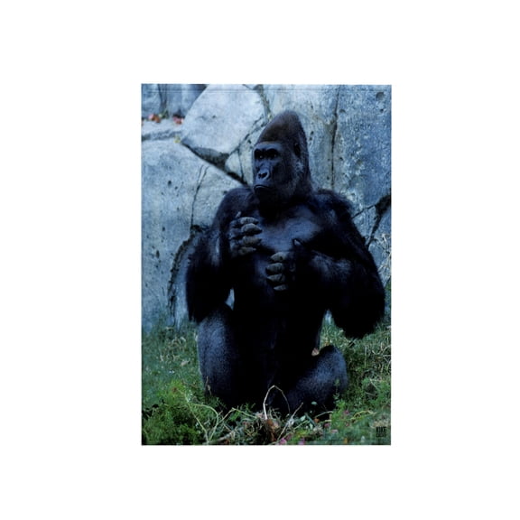 3dRose, Lowland Gorila, Gorilla gorilla.Central West African Rainforest, 15x22 Hand Towel