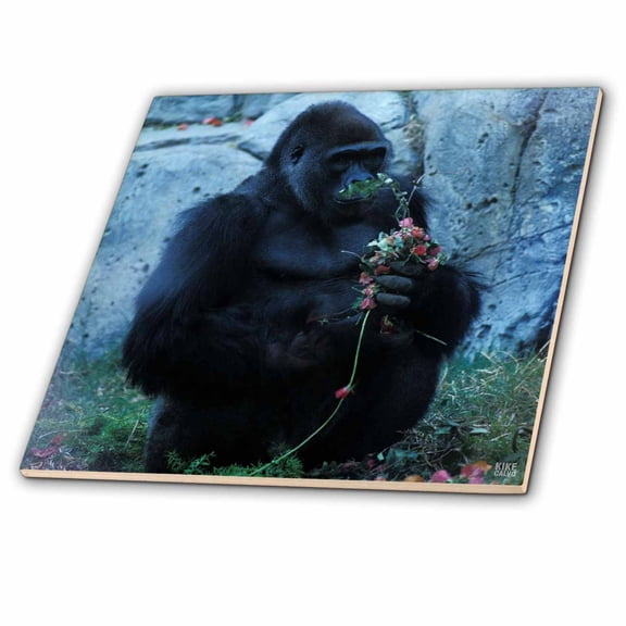 3dRose, Lowland Gorila in love with flowers Gorilla gorilla.Central West African Rainforest, 12 Inch Ceramic Tile