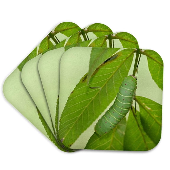 3drose, Luna Moth Caterpillar on a Hickory Tree, Carya Sp. Marion Co. Il, Set of 4 Coasters - Soft