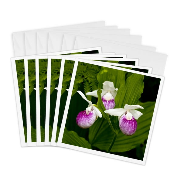 3drose, Mn, Itasca Sp, Showy Lady-slipper Flower - Us27 Pha0000 - Peter Hawkins, 6 Greeting Cards with Envelopes
