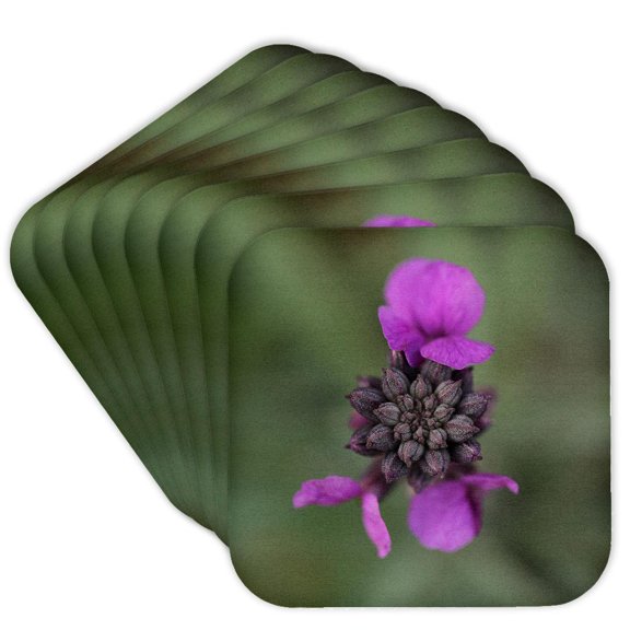 3drose, Macro Photograph of a Bowles Mauve Wallflower Blooming in the Winter., Set of 8 Coasters - Soft