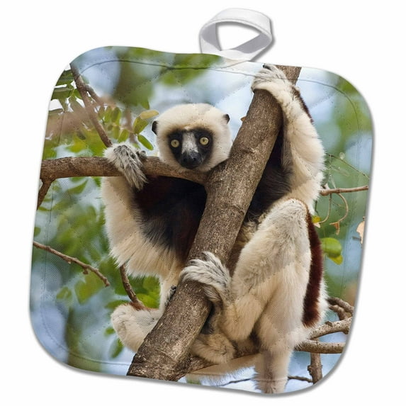 3dRose, Madagascar, Sifaka lemur wildlife in tree-AF24 BJA0001 - Janyes Gallery, 8x8 Potholder