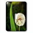 thumbnail image 1 of 3dRose, Magic Dandelion Puff is a photo of a dandelion puff ball, single toggle switch, 1 of 1