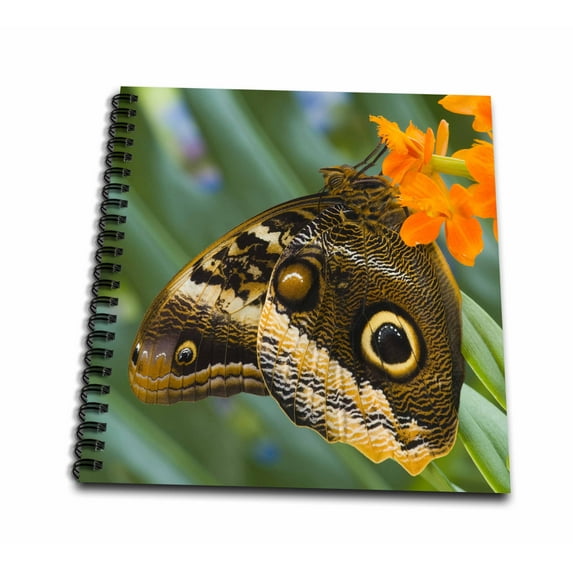 3dRose, Magnificent Owl butterfly on orchid, Washington - US48 DGU0329 - Darrell Gulin, Memory Book 12 x 12 inch