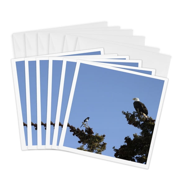 3drose, Magpie and Bald Eagle Having a Staring Contest, 6 Greeting Cards with Envelopes