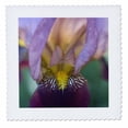 thumbnail image 1 of 3dRose, Maine, Harpswell. Close-up of iris flower - US20 BJA0058 - Jaynes Gallery, 10x10 inch quilt square, 1 of 1