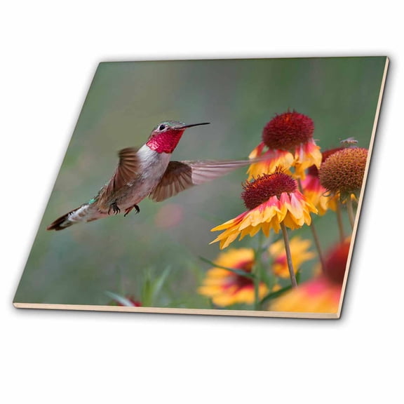 3dRose, Male Broad-tailed Hummingbird at gaillardia, New Mexico, 12 Inch Ceramic Tile