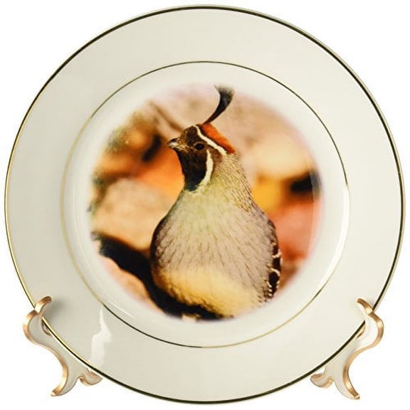3dRose, Male Gambels Quail, bird, SE Arizona - NA02 DNO0640 - David Northcott, 8 inch Porcelain Plate