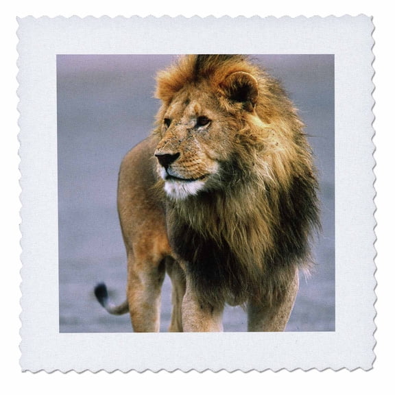 3dRose, Male Lion on dry lake bed, Tanzania Africa - NA02 DNO0333 - David Northcott, 12x12 inch quilt square
