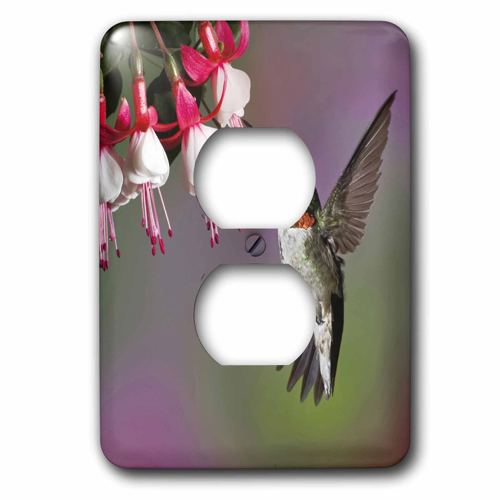 3dRose, Male Ruby throated Hummingbird, Kentucky - NA02 AJE0270 - Adam Jones, 2 plug outlet cover